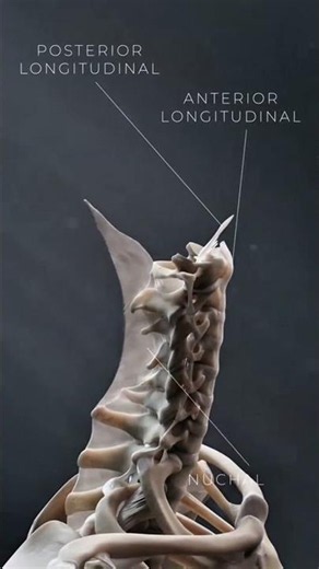 Anatomía de la Columna: Ligamentos Cervicales Explicados