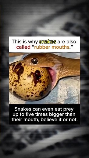 This is why snakes are also called rubber mouths