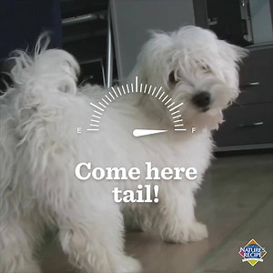 Tail chasing fuels the wag. What silly games make your dog’s tail lose control? Share in the comments below. | Nature's Recipe