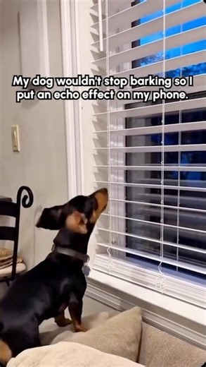 One way to stop the barking 🤷‍♀️😂