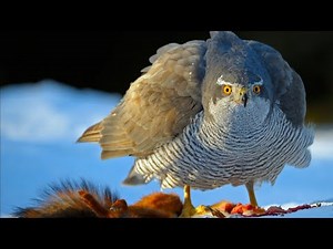 Northern Goshawk Sounds