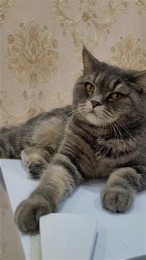 CAT MEOWING 😻❤️ | cat | meow meow | cat voice | cat sounds | tinathecat |