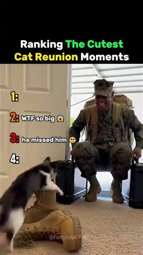 Ranking The Cutest Cat Reunion Moments #cat