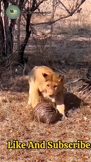 The Lion Found a Rock-Hard Prey! Pangolin’s Armor Wins