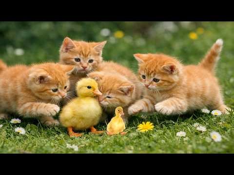 🎀🐾 Fluffy Kittens Playing Mouse Chase in the Garden | Cute Cat Compilation | Playful Cat Video