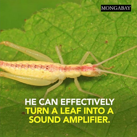 Crickets use leaves as megaphones