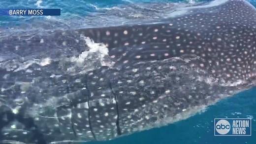 WOW! 🦈 Captain Barry Moss never expected to see three whale sharks swimming near his boat near Anna Maria Island last week! >> https://wfts.tv/2lf7y34 | Tampa Bay 28 - WFTS