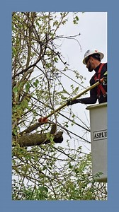 36K views · 299 reactions | Cutting Trees Near Electric Wires | Fossbytes | Facebook