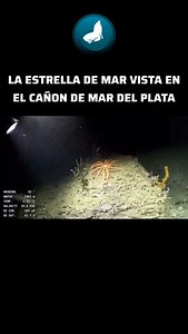 80K views · 7.5K reactions | LAS MARAVILLAS DEL MAR  Una expedición...