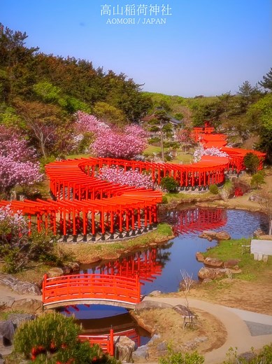 高山稲荷神社の桜と千本鳥居の幻想