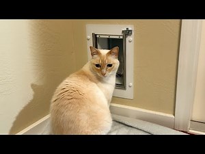 How to Install a Baboni Pet Door in an Exterior Wall – Final Steps and Training Lily