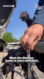 Theodore just wants to help in his own way 😂😂 (Via - Jonathan W.) #Emu #Funny #Wildlife #FarmAnimals #Dinosaur | The Pet Collective