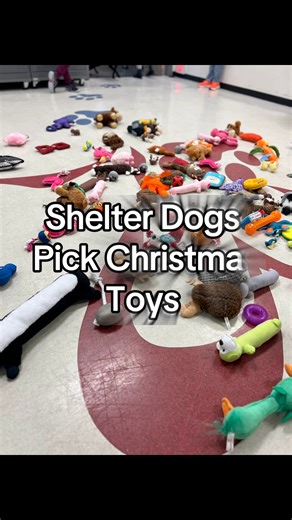 One of our favorite traditions is back! 🎁🐶 | Sacramento SPCA