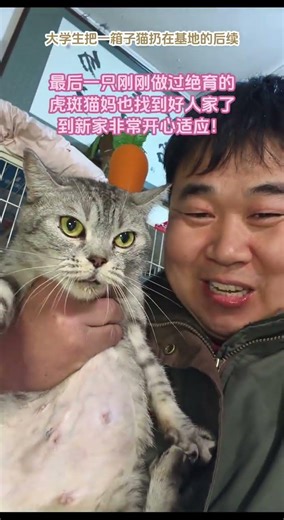 大家看看，大學生用紙箱扔基地門口一箱貓的虎斑貓媽也找到好人家了，到新家非常適應！不停的親自己的新主人，還打呼嚕！毛孩子懂得珍惜自己來之不易的家庭生活！都要狠狠的幸福！#流浪貓救助 ……，