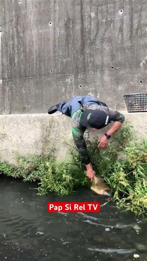 Ginapang sa gilid napakalaking carpa #video #fishing #funnyclips #viralvideo #carpfishing #viral