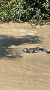 Stumpy on the warpath.. This is what happens when Stumpy catches another male croc in his territory, and this boss croc is old school. He’s an OG. And he stands on business. Stumpy has killed a lot of crocodiles over the years, some of them a lot bigger than he is. If Stumpy was a human you’d consider him to be psychologically unhinged. Nobody messes with Stumpy. 👊🏼🐊 Saltwater Crocodile Northern Territory Australia 👊🏼🐊 #saltie #croc #crocodile #saltwatercrocodile #crocfight #fight #fighter