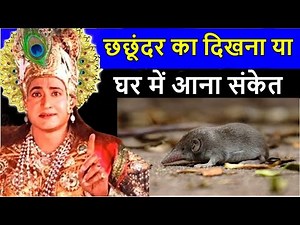 छछूंदर का दिखना या घर में आना संकेत ! क्या कहते हे श्री कृष्ण !! chachundar