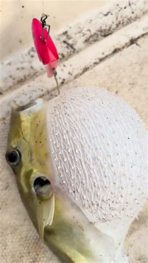 He Plants a Fig Tree in the Amateur Fisherman's Hearth