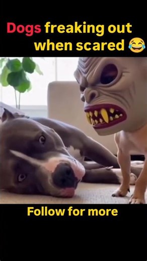 Dogs freaking out when scared 😂 | Funny Dog Reactions #animals #dog