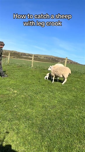 How to use a shepherd crook #fyp #foru #foryou #foryoupage❤️❤️ #tiktokviral #viral_video #tik_tok #viralvideos #treanding #LearnOnTikTok | YundoNao