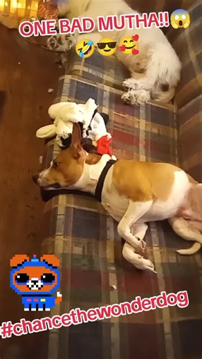 CHANCE THE GALACTIC WONDERDOG!#dynamicduo #wegalacticaf #spacebros #funnydogvideos #fypシ゚viral