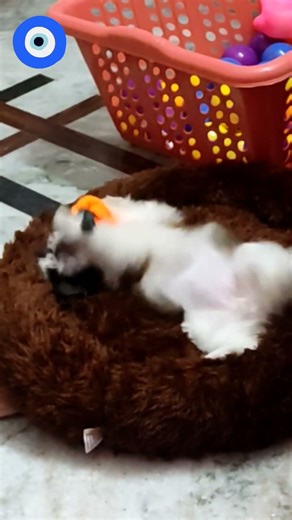 ✨Little M✨#cute#pets#dog#reels#sweet#love#animals#puppy#meethee#toys#shorts#youtubeshorts#yt#feed#uk