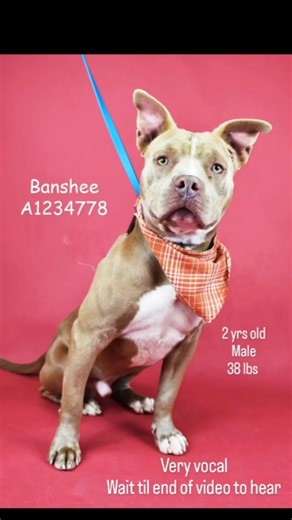 Banshee is way over 30 Days in the shelter! Lert's get him out of here fast! Banshee: #A1234778, Male, 2 years, 38 pounds "Banshee is on the smaller side but makes up with it in personality. He makes the cutest noises. Very vocal. No dog is safe in a over crowded shelter. Come down and meet him now!" - @crazyfosterdoghouse Playgroup Notes 📝 Walks on leash, is friendly with handlers. Friendly and social with other dogs in playgroup. Likes to play and is very vocal. https://youtu.be/tQsI7OLcI8k |