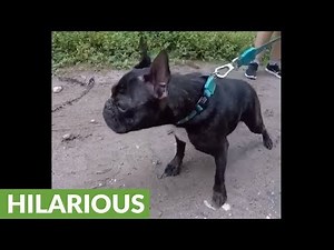 This French Bulldog's bark sounds totally bizarre!
