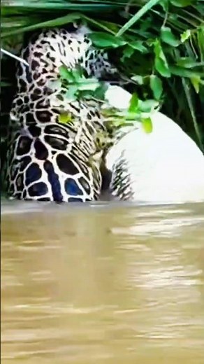 jaguar eats crocodile, #wildlife