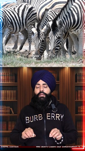 jot tv on Instagram: "Why Zebras 🦓✨ Are Not Used Like Horses #ZebraFacts #AnimalAwareness #StayAware #BetterLife"