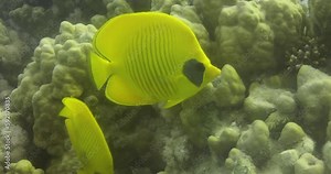 Bluecheek Butterflyfish or Yellow Butterfly Fish in The Coral Reef of The Red Sea of Egypt