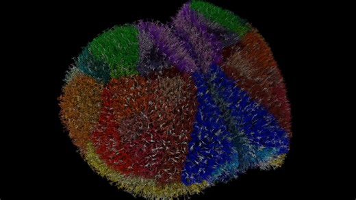 Mouse cortex simulation