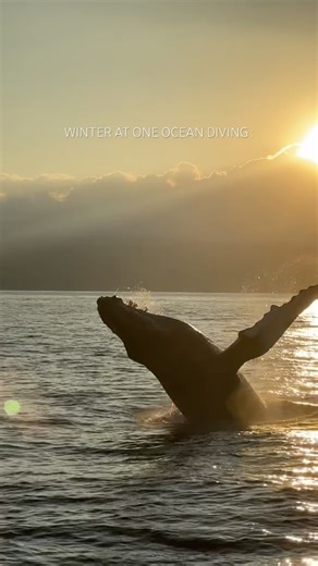 Winter at One Ocean 🐋 #ocean #whale #humpbackwhale #dive #travel #nature #1