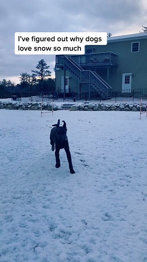 does your pup love the ❄️?