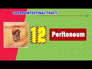 𝟏𝟐. 𝐏𝐞𝐫𝐢𝐭𝐨𝐧𝐞𝐮𝐦 (𝐑𝐞𝐟𝐥𝐞𝐜𝐭𝐢𝐨𝐧𝐬, 𝐟𝐨𝐥𝐝𝐬, 𝐚𝐧𝐝 𝐥𝐢𝐠𝐚𝐦𝐞𝐧𝐭𝐬) ⚪️➰⚪️(الصفاق)