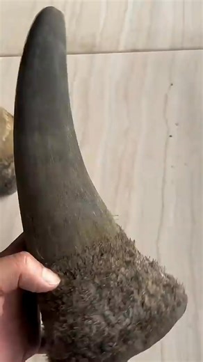 200K views · 1.1K reactions | A single rhino horn can sell for as much..... ... ... .. ... ... #Facts #DidYouKnow #interestingfacts #TrueFacts #DailyFacts #WorldFacts #FactLovers #FactWorld #ScienceFacts #HistoryFacts #AnimalFacts #FunFacts #ViralFacts #fblifestyle | Jasper Storm | Facebook