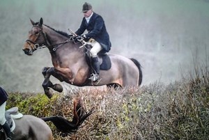 6 big and friendly horses for sale this week *PICTURES* - Horse & Hound