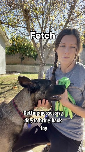 Common issues with fetch! As always, think of what is happening through your dog’s perspective. We can get frustrated all we want, but until we can understand what goes on in their heads and TEACH them with that information, we won’t have much synchronicity together. Two of the most common issues with fetch are when they play keep away or drop the toy far away. The most common mistakes I see people doing are going after the toy while it’s in their mouth or going to pick up the fallen soldier. Co