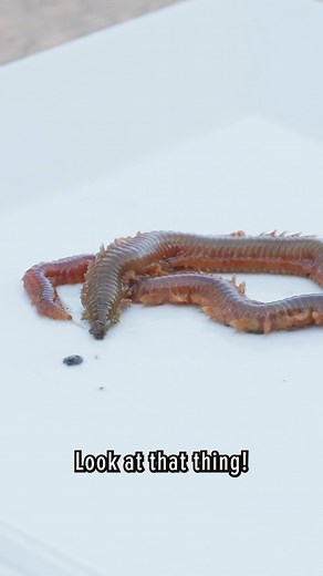 The clam worm: a walking, living nightmare! #clamworm #wildlife #centipede #bravewilderness | Brave Wilderness