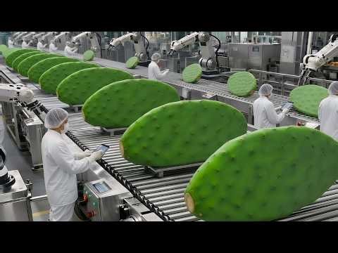Cactus Leather Factory Process | From Raw Plant to Finished Vegan Leather