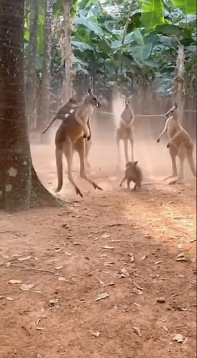 MONKEYS vs KANGAROOS 🐒🦘💥 The Wildest Fight You’ll Ever See!”