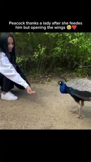 Peacock thanks a lady after she feedes him but opening the wings 🥹🥰