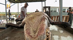 182K views · 7.8K reactions | Tras un exitoso día de caza, la familia Edgar regresa con cocodrilos gigantes, pero el trabajo no termina ahí. Su procesador habitual no está disponible por el paso del huracán, y ahora deben desollar ellos mismos a las bestias. Cansados pero decididos, enfrentan el reto de procesar su valioso botín en casa.  Todo esto y más en tu pantalla de History #AmosDelPantano | HISTORY | Facebook