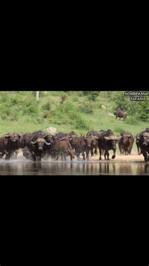48K views · 1.2K reactions | Kruger National Park is a very special place. Time to cool off. | Nombekana Safaris and Wildlife Photography | Facebook