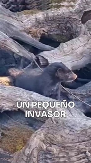 Patas y Patitas | Fauna Silvestre | Naturaleza on Instagram: "UN PEQUEÑO INVASOR El visón americano (Neovison vison), una de las especies exóticas invasoras más perjudiciales del mundo, se encuentra presente en gran parte de la Patagonia de Chile y Argentina, causando estragos en el ecosistema local. Este mustélido ha sido identificado como una seria amenaza para la biodiversidad en toda región donde es introducido. Hace pocos días una hembra junto a sus crías juveniles fueron avistadas por el f
