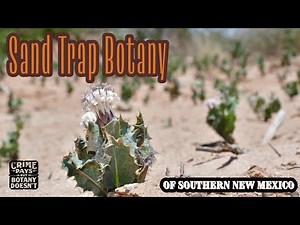 Sand Trap Botany of Southern New Mexico