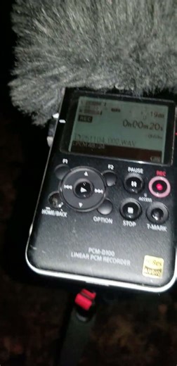 Proof of my original work recording tree crickets, early November 2025 in rural Eastern Pennsylvania