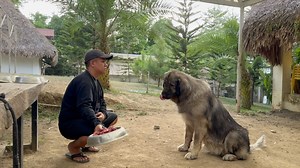 199K views · 5.7K reactions | RESPETO SA PAGKAIN | Supero Dog Farm | Facebook