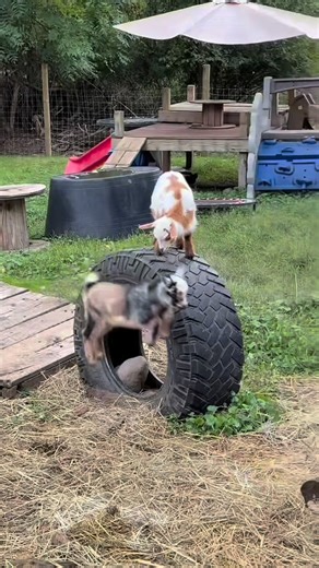 6.3K views · 183 reactions | ⚡️ WARNING: COLD WEATHER, HOT ENERGY! The chill might be in the air, but these baby goats didn’t get the memo — bouncing, racing, and leaping like it’s springtime all over again! The cold can’t slow down this wild little crew. Zero fear, maximum hops, and pure midweek chaos. #reelsvideo #reelschallenge #farmlife #babygoats #wednesdayvibes #goatsofinstagram | Fallen Willow Acres | Facebook