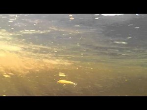 Megabass Great Hunting X-70